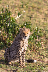 Fototapeta premium Young cat cheetah near tree. Masai Mara, Kenya