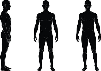 Male Human Body Silhouettes From Front Side and Back Views On White Background Keywords: male, human, body, silhouette, front, side, back, view, outline, anatomy