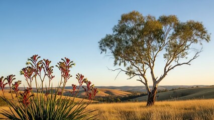 Obraz premium Australian Rural Landscape with Native Flora and Rolling Hills at Golden Hour