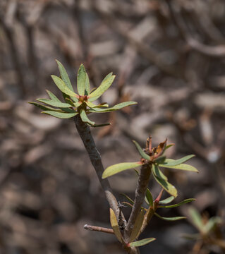 Close-up of Euphorbia balsamifera, a flowering plant in the spurge family Euphorbiaceae. It is distributed in the Canary Islands and the western Sahara