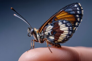 Close up of a delicate butterfly perched on a fingertip, showcasing detailed wings with vibrant colors and fine textures