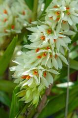 Fototapeta premium Dendrobium orchid with dense cascade of pale green and white flowers, orange lip visible on each bloom, hanging inflorescence surrounded by narrow green leaves.