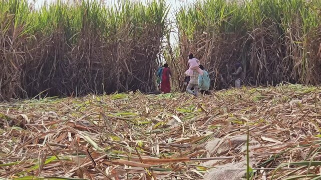 Unrecognized migrant workers, children, engage in manual sugarcane harvesting in rural India. They suffer severe conditions and exploitation for minimal livelihood, trapped in a cycle of poverty.