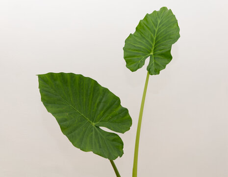 Elephant ear plant. Alocasia odora