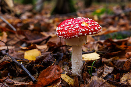 Fliegenpilz (Amanita muscaria)