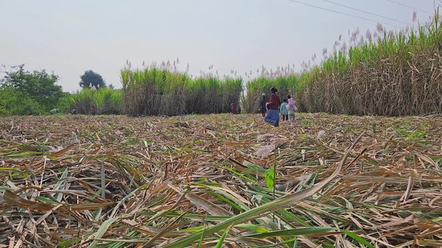 Seasonal sugarcane cutting in rural Maharashtra: Unrecognized migrant workers navigate dense cut stalks. This demanding seasonal work involves long hours and manual labor for the sugar industry.