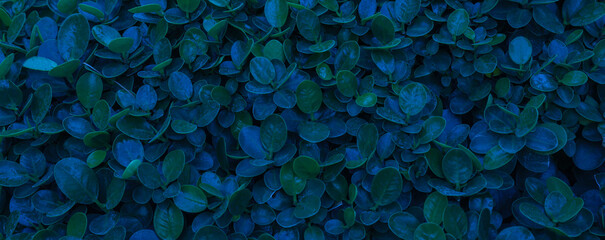 Herb wall, plant wall, natural green wallpaper and background. nature wall. Nature background of...