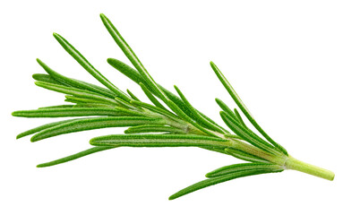 Fototapeta premium Fresh green rosemary isolated on a transparent background. Rosemary with PNG. Rosemary full macro photo