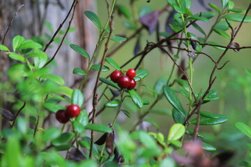 Fototapeta premium Red ripe lingonberries on branches in the forest on a sunny day in late summer