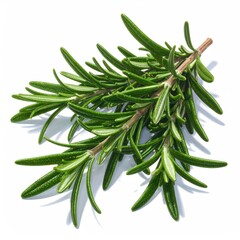 Fototapeta premium Fresh rosemary sprig with leaves isolated on white background, studio shot, detail.