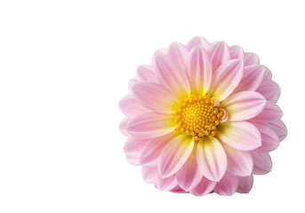 A single perfectly bloomed pastel pink dahlia flower with intricate layered petals and vibrant yellow center, macro focused against a transparent background, showcasing natural elegance and purity