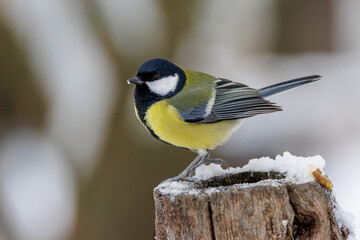 Obraz premium Kohlmeise (parus major)