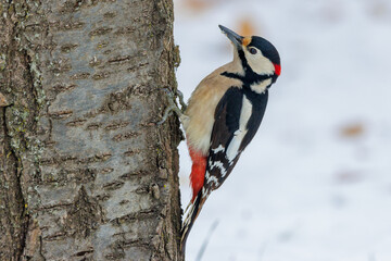 Buntspecht (Dendrocopos major) M&auml;nnchen