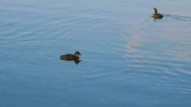 Footage of a small wild water bird, a Little Grebe (Tachybaptus ruficollis), also known as a Dabchick, swimming peacefully on the surface of the Ros River in Ukraine.