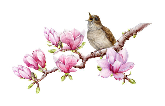 Singing nightingale bird on blooming pink magnolia tree branch vintage style watercolor illustration. Hand drawn European forest songbird with pink magnolia springtime flowers on white background