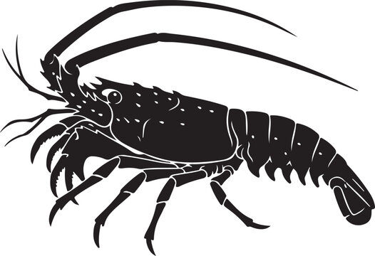 Spiny Lobster Silhouette on White Background