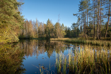 Fototapeta premium Fall landscape of pond surrounded by grass in autumn spruce and birch forest on sunny day. Nature exploring and hiking on fresh air for physical activity and mental health, daily walk in woodlands.