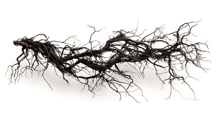 A tangled mass of dark brown tree roots against a white background.