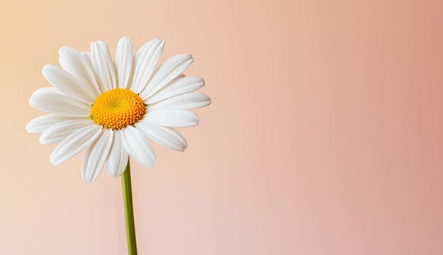 A single white daisy flower with a bright yellow center, positioned on the left side of the frame against a soft peachy beige gradient background, long green stem visible

