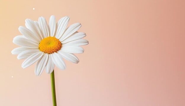 A single white daisy flower with a bright yellow center, positioned on the left side of the frame against a soft peachy beige gradient background, long green stem visible
