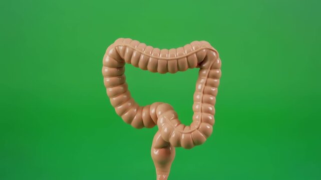 colon or rectum 3d model isolated on green screen background