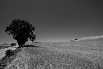 Obraz premium Italia in bianco e nero. Panorama sui campi e le colline della Basilicata. Italia