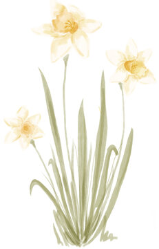Spring flowers daffodils in watercolor 