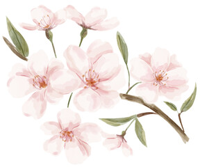 Obraz premium Blooming cherry tree watercolor painting