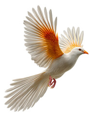 Obraz premium White bird with orange wings in flight, isolated on white background, png