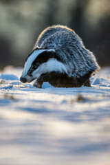 Badger close up ( Meles meles ) © Rudolf