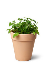 Fototapeta premium Potted herb plant in a terra cotta pot, transparent background