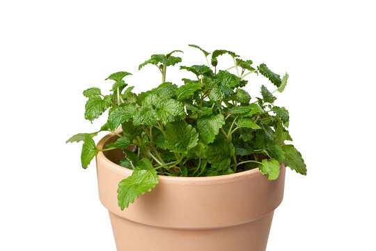 Lemon Balm In Pot Images  Browse 2,002 Stock Photos, Vectors, and Video |  Adobe Stock