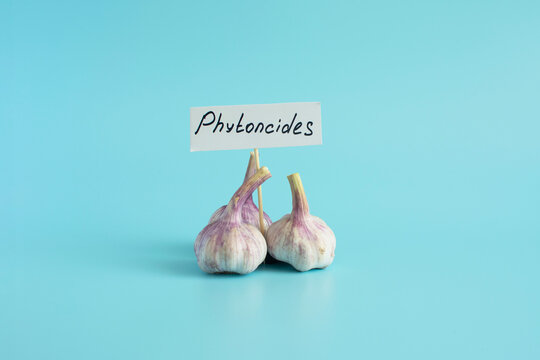 Garlic is a natural antiseptic and medicinal product. Garlic bulbs in close-up on a light background and the inscription on the sign "phytoncides".