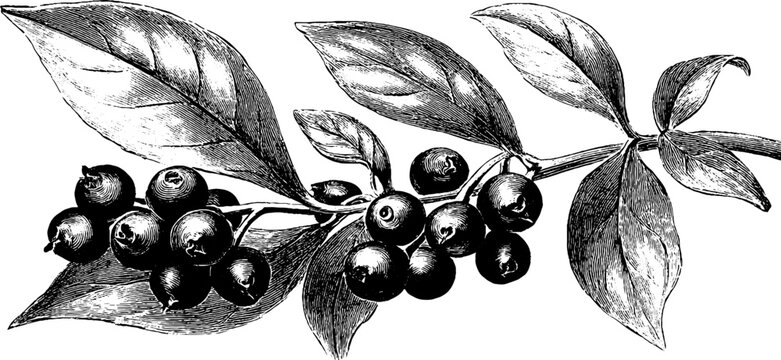 19th century vintage engraving of poisonous spindle tree with seeds for botanical design