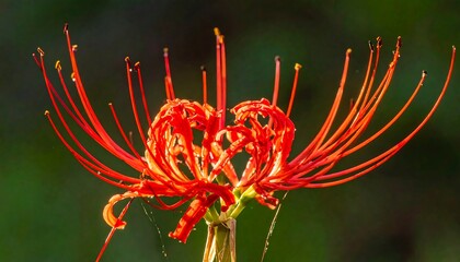 Close-up of a vibrant red spider lily flower with delicate petals and stamens.