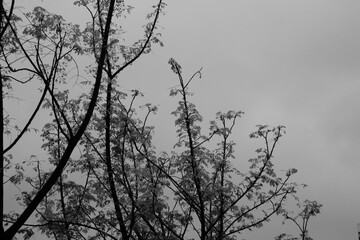 Bare tree branches against gray sky in black and white