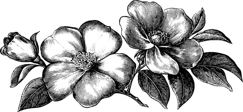 Vintage botanical frame with engraved floral design for elegant bookplates and labels