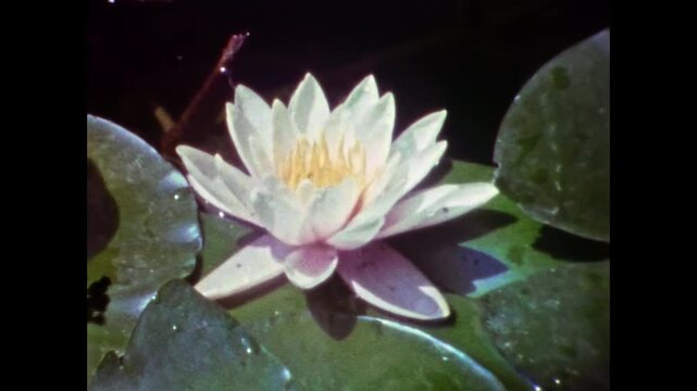 Old film, white water lilies in sun light on nature green background. Beautiful natural aquatic lotus flower blooming in pond, lake, river water in summer. Archival retro 1970s. Vintage flora archive