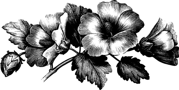 Vintage wild mallow flower with leaves botanical design for decor and art