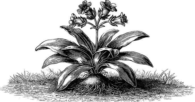 Vintage botanical engraving of wild meadow butterwort plant from the 19th century