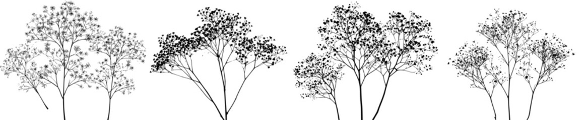 Obraz premium Silhouette of Three Sprigs of Baby's Breath Gypsophila