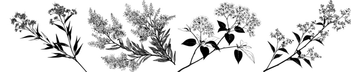 Fototapeta premium Elegant Silhouette of Wildflowers