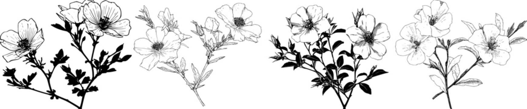 Floral Silhouette: Rockroses in Full Bloom