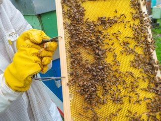 Le api e gli alveari per la produzione del miele