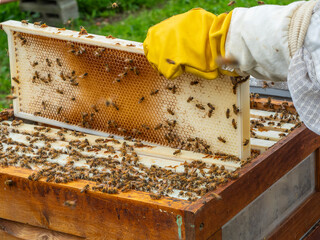 Le api e gli alveari per la produzione del miele