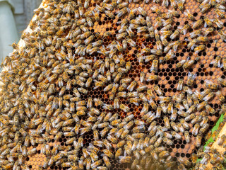 Le api e gli alveari per la produzione del miele