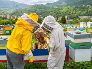 Le api e gli alveari per la produzione del miele