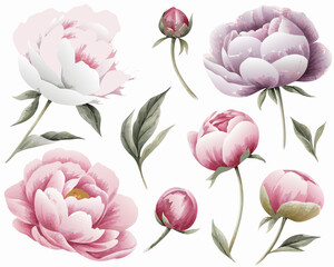 Watercolor painting of various pink and purple peony flower blossoms © prince