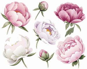 Watercolor painting of various pink and white peony flowers in bloom © prince