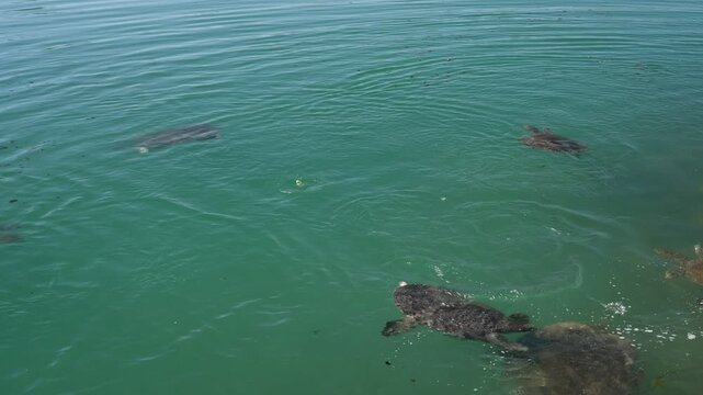 Nile turtles feeding in turquoise water. Dalaman tourist town, Muğla, Turkey.